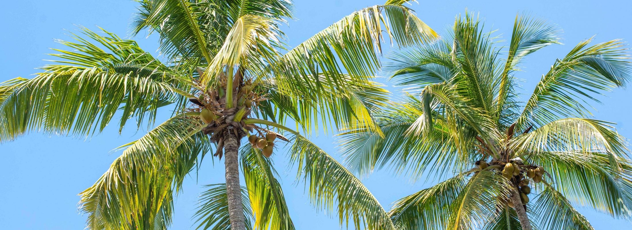 hotel palm